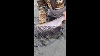 Big alaskan kenai rainbow trout