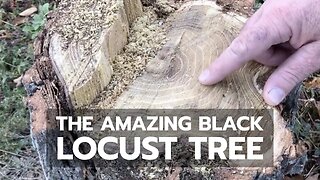 The Amazing Black Locust Tree