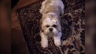 Dog Knows A Bunch of Tricks!