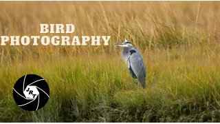 Bird Photography