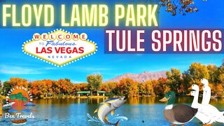 Enjoying a nice day at Floyd Lamb Park at Tule Springs Lake In Las Vegas Nevada