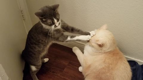 When This Cat Tried To Communicate With Her Big Brother, It Turned Out Just As Expected