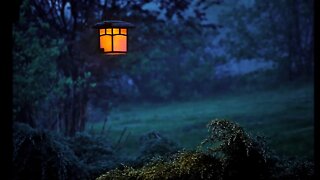 Deep Relaxing Night Ambience Cricket Insect Noises - Deep Sleep - Nature Ambience | 1 Hour
