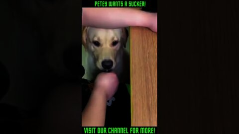 Dog Begs for Lollipop #Shorts #viral #trending #DogBegsFor Lollipop #DogBegs