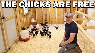 Baby chicks update and chicken run door install