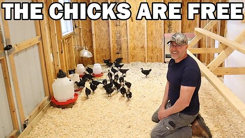 Baby chicks update and chicken run door install
