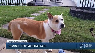 Clearwater PD searching for dog who ran away after car crash