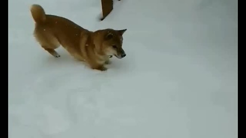 Shiba Inu's Flawless Kangaroo Impression In Deep Snow