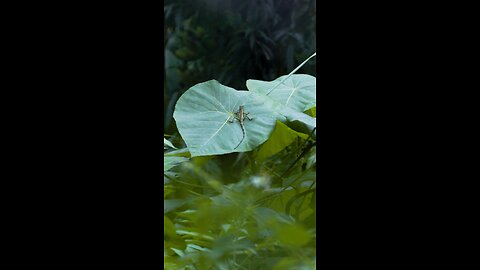 Jungle creatures of Taiwan