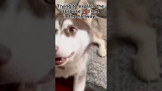 Trying to explain my POOP in the hallway…💩#puppy #husky #puppies #siberianhusky #shorts