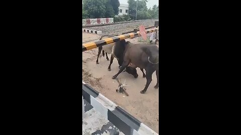 Bull Fight !! Railway Track !!