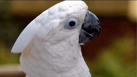 Cacatua sale le scale con calma estrema