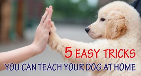 5 Easy Tricks You Can Teach Your Dog at Home