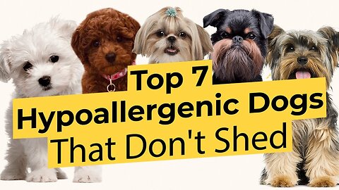 Calm Companions: Top 7 Low-Energy Hypoallergenic Dogs That Don't Shed 🐶🦴🐾