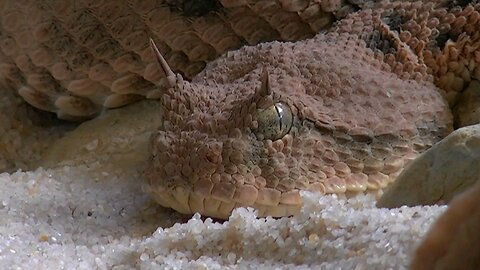 Vipers evolved either nose or eye horns depending on their habitat