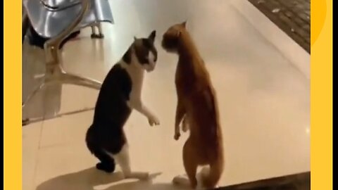 Funny cat videos 😂