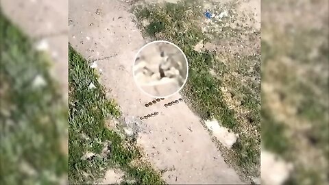 Ukrainian Drone Operator Clears Road of Anti-Tank Mines