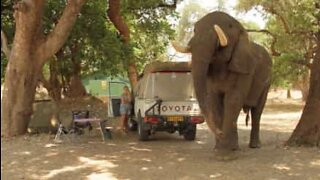 Elephant invades camp site in search of food