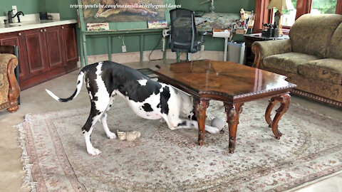 Funny Howling Great Dane Loves To Chase His Toys