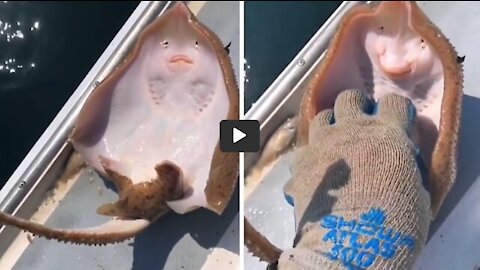 The stingray seems to laugh when it tickles