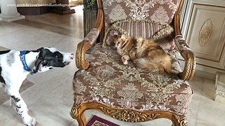 Cat plays hide-and-seek with Great Dane puppy