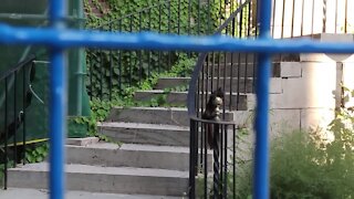 Urban Animals ~ Three Squirrels at Play on Construction Site ~ Squirrel Falls ~ Unedited