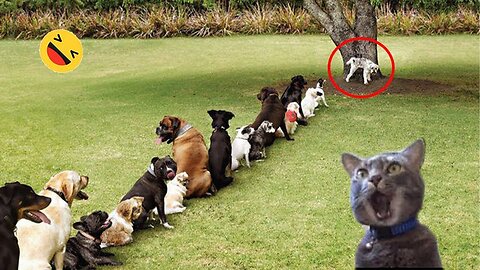 Funny Dogs And Cats Videos 2024 - Best Funniest Animal Videos 2024 #21