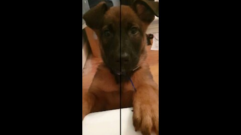 Milo the Belgium Malinois