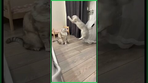 CAT FIGHTING. CAT FUNNY VIDEO