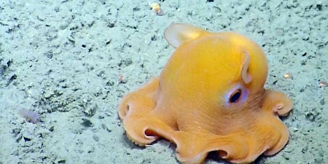 The Cutest Octopus - Very Cute Octopus - Amazing Wild Creatures