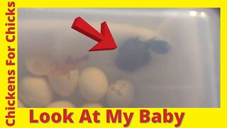 My First Chick - Hatching Chicken Eggs