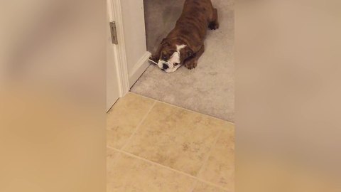 Bulldog Puppy VS Wall Door Stopper: Who Won?