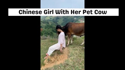 Chinese Girl Playing With Her Pet Cow