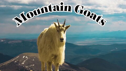 High-Altitude Mountain Goats