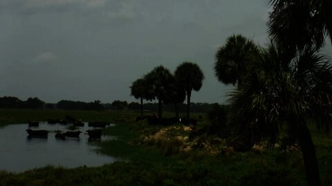 Cattle Ranching In Desoto (Arcadia) Florida.