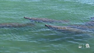 Manatees seek out warm waters near FPL power plant in Riviera Beach