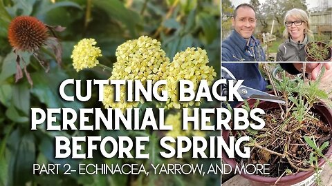 Cutting Back Perennial Herbs Before Spring (Part 2) 🌿✂