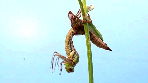 Hatching of Dragonfly from a Nymph
