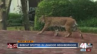 Bobcat spotted in Leawood backyard