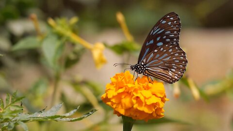 Beautiful butterfly seeking honey | How to collect honey