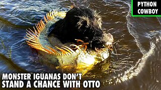 These Monster Iguanas Don't Stand A Chance When Otto's On The Job