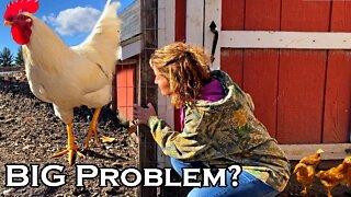 WATCH THIS Before Raising Backyard Chickens