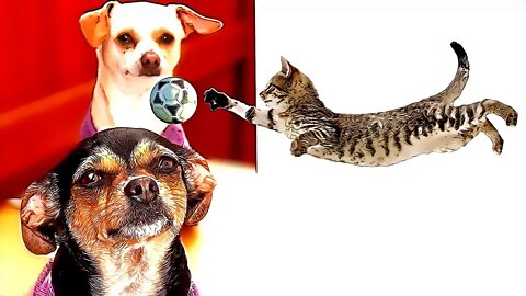 Dog and Cat playing - Funniest Animals Video