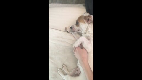 dog doesnt want to stop getting belly rubs