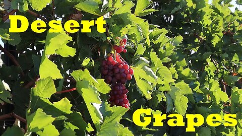 Best Wine and Table Grapes for Desert Climates