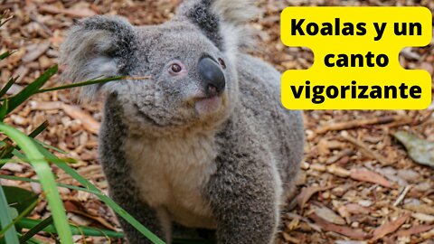 Koalas y un canto vigorizante