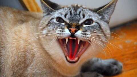 These Cats Are Very Angry And Violent. - Watch Out For Scratches