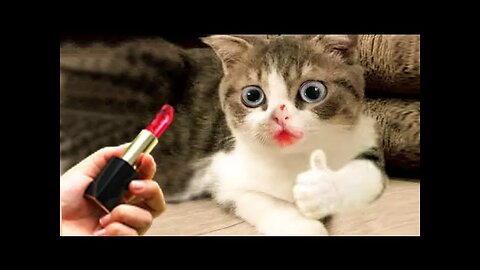 World Best Funniest🤑 Cat vs animal vs Kid 😃 Entertainment Don't Try Laughing 🤣 2024 clips 🫡