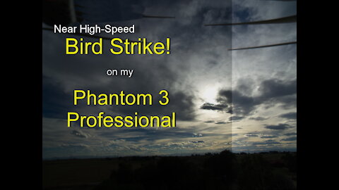 Near high-speed birdstrike of my Phantom 3 Pro