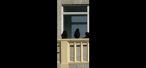 Ravens learning to fly (this video is only for adults).16.02.2022.